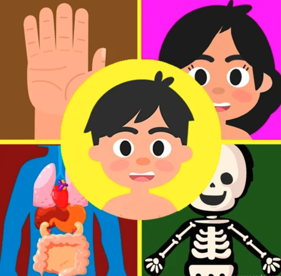 HumanAR Anatomy screenshot 7
